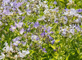Zvonek bělokvětý - Campanula lactiflora