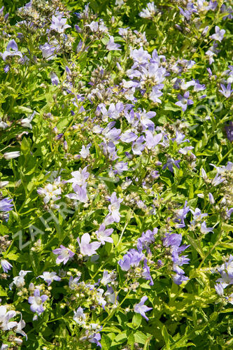 Zvonek bělokvětý - Campanula lactiflora