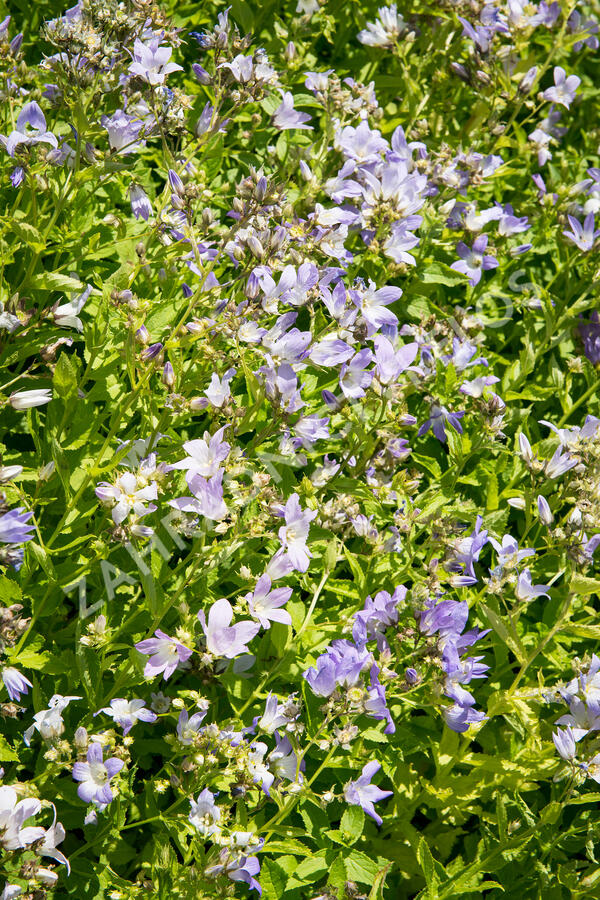 Zvonek bělokvětý - Campanula lactiflora