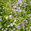 Zvonek bělokvětý - Campanula lactiflora