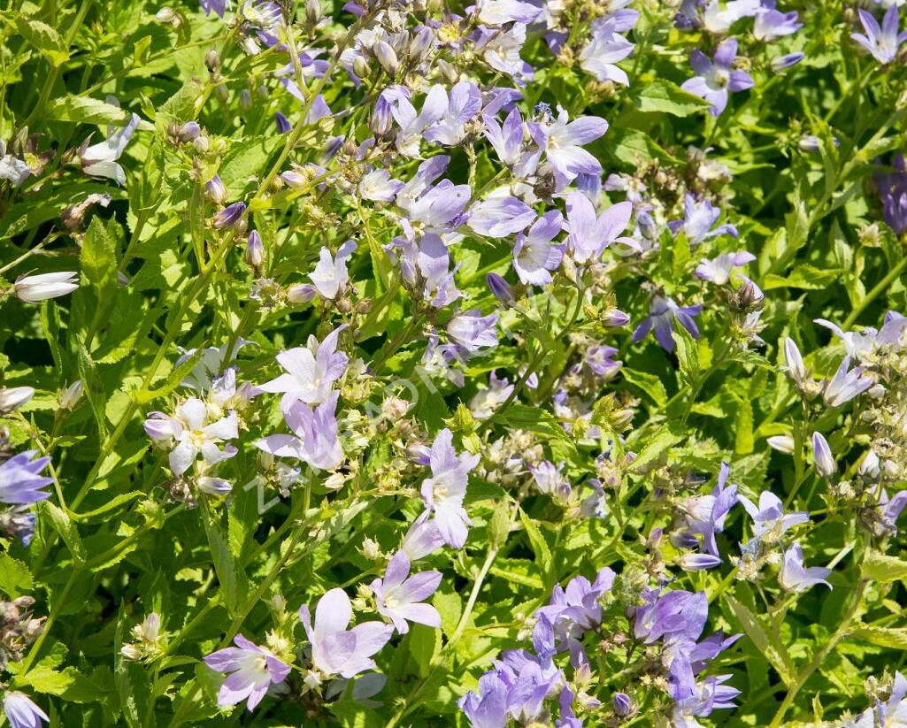 Zvonek bělokvětý - Campanula lactiflora