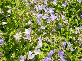 Zvonek bělokvětý - Campanula lactiflora