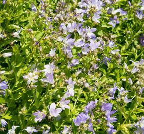 Zvonek bělokvětý - Campanula lactiflora