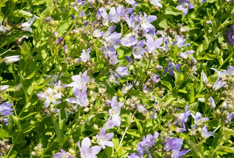 Zvonek bělokvětý - Campanula lactiflora