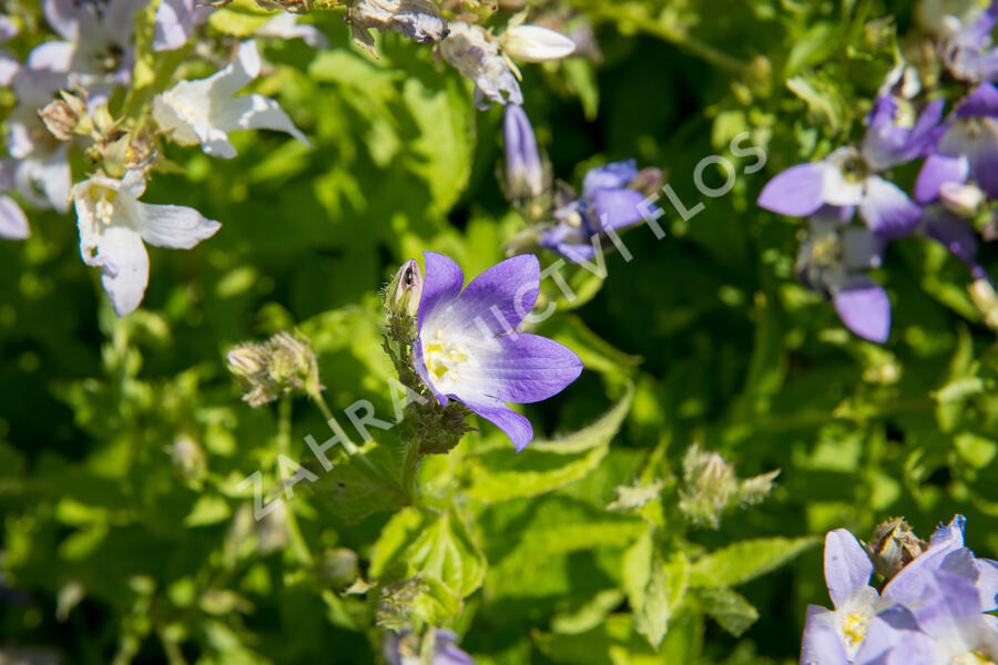 Zvonek bělokvětý - Campanula lactiflora