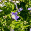 Zvonek bělokvětý - Campanula lactiflora