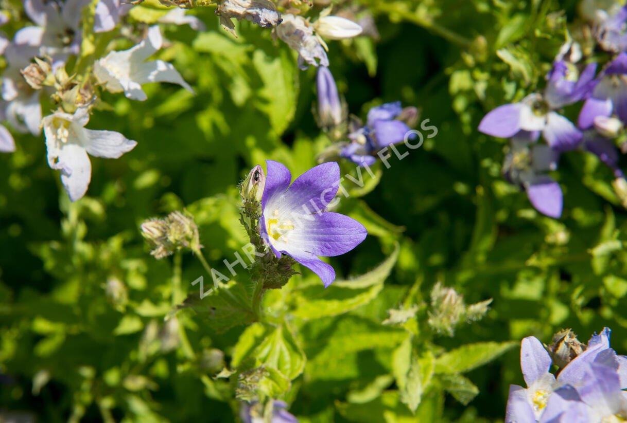 Zvonek bělokvětý - Campanula lactiflora