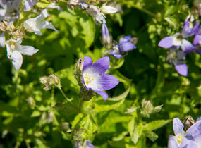 Zvonek bělokvětý - Campanula lactiflora