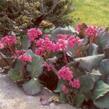 Bergénie srdčitá 'Purpurea' - Bergenia cordifolia 'Purpurea'