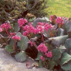 Bergénie srdčitá 'Purpurea' - Bergenia cordifolia 'Purpurea'