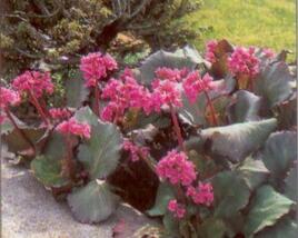 Bergénie srdčitá 'Purpurea'