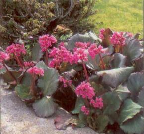 Bergénie srdčitá 'Purpurea' - Bergenia cordifolia 'Purpurea'