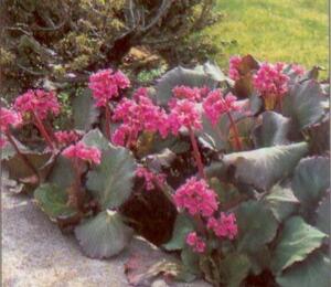 Bergénie srdčitá 'Purpurea' - Bergenia cordifolia 'Purpurea'