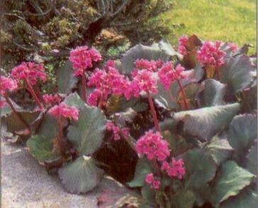 Bergénie srdčitá 'Purpurea'
