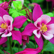 Orlíček 'Red Hobbit' - Aquilegia caerulea 'Red Hobbit'