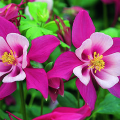 Orlíček 'Red Hobbit' - Aquilegia caerulea 'Red Hobbit'