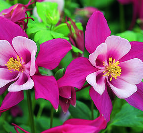 Orlíček 'Red Hobbit' - Aquilegia caerulea 'Red Hobbit'