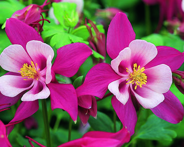 Orlíček 'Red Hobbit'