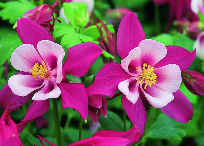 Orlíček 'Red Hobbit' - Aquilegia caerulea 'Red Hobbit'