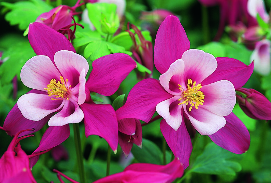 Orlíček 'Red Hobbit' - Aquilegia caerulea 'Red Hobbit'