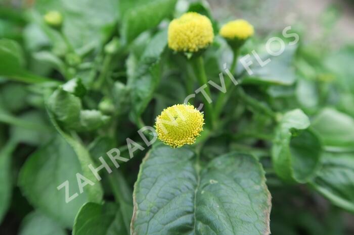 Plamatka zelná - Acmella oleracea