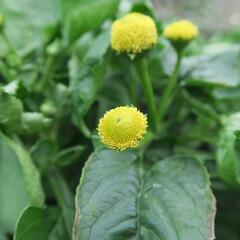 Plamatka zelná - Acmella oleracea