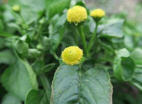 Plamatka zelná - Acmella oleracea