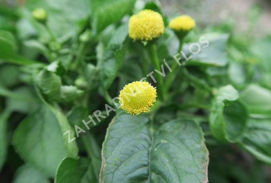 Plamatka zelná - Acmella oleracea
