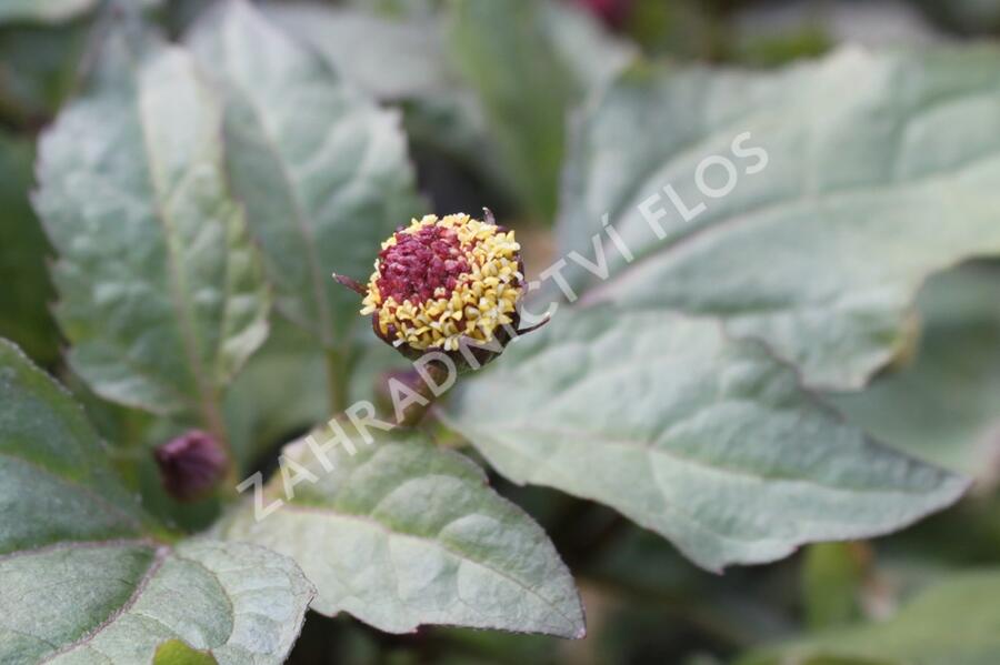 Plamatka zelná - Acmella oleracea