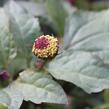 Plamatka zelná - Acmella oleracea