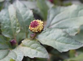 Plamatka zelná - Acmella oleracea