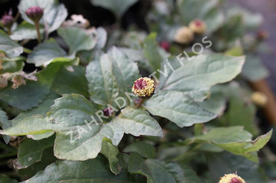 Plamatka zelná - Acmella oleracea