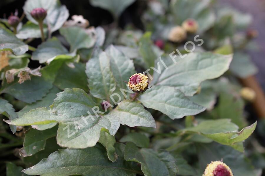 Plamatka zelná - Acmella oleracea