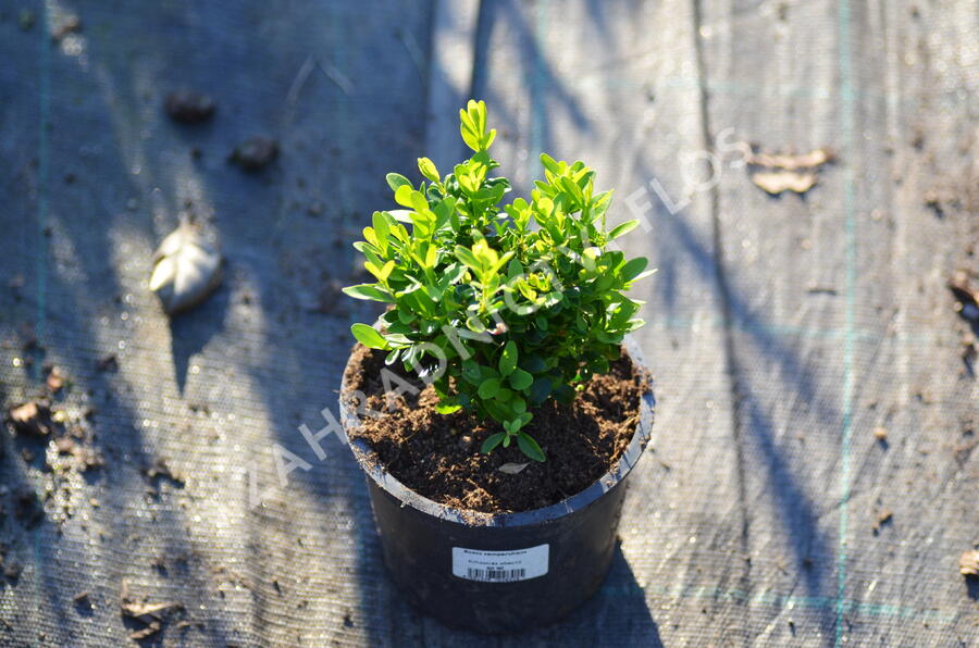 Zimostráz obecný - Buxus sempervirens