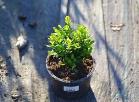 Zimostráz obecný - Buxus sempervirens