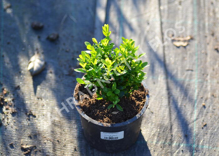 Zimostráz obecný - Buxus sempervirens