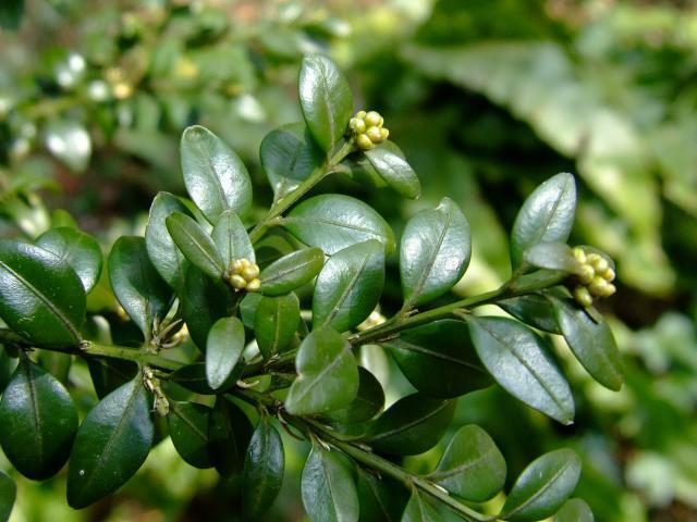 Zimostráz obecný - Buxus sempervirens