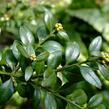 Zimostráz obecný - Buxus sempervirens