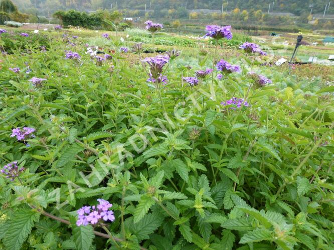 Verbena, sporýš 'Muriel' - Verbena 'Muriel'