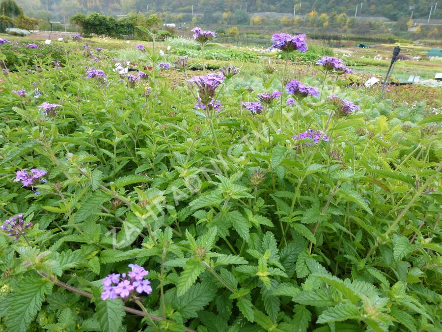 Verbena, sporýš 'Muriel' - Verbena 'Muriel'