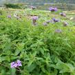 Verbena, sporýš 'Muriel' - Verbena 'Muriel'