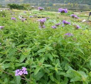 Verbena, sporýš 'Muriel' - Verbena 'Muriel'