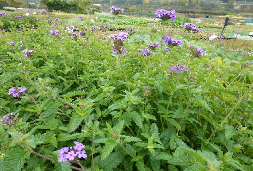 Sporýš 'Muriel' - Verbena 'Muriel'