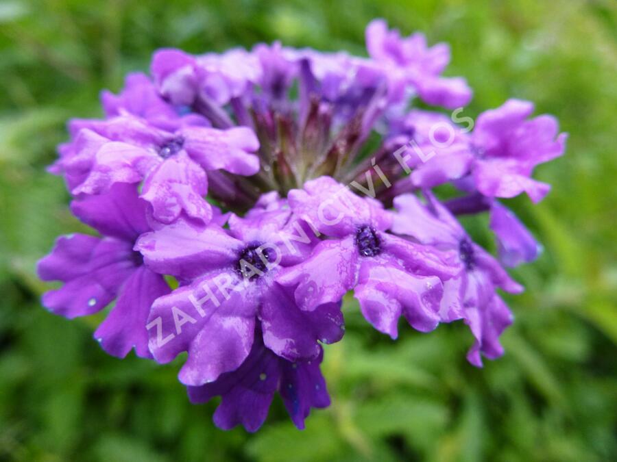 Verbena, sporýš 'Muriel' - Verbena 'Muriel'
