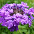 Verbena, sporýš 'Muriel' - Verbena 'Muriel'