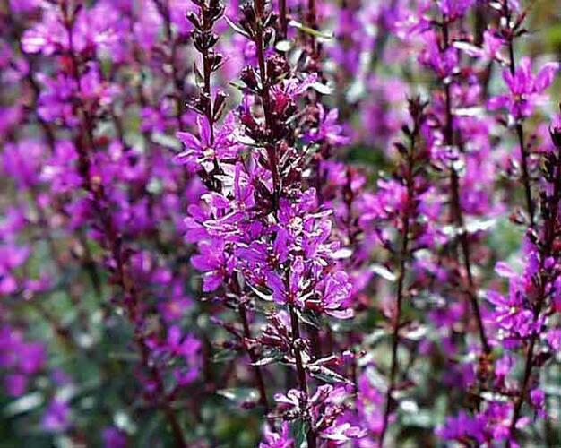 Kyprej vrbice 'Zigeunerblut' - Lythrum salicaria 'Zigeunerblut'