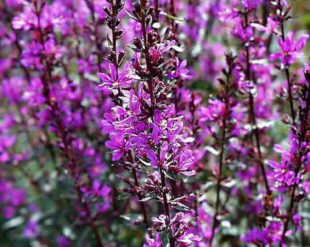 Kyprej vrbice 'Zigeunerblut' - Lythrum salicaria 'Zigeunerblut'