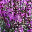 Kyprej vrbice 'Zigeunerblut' - Lythrum salicaria 'Zigeunerblut'