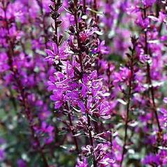 Kyprej vrbice 'Zigeunerblut' - Lythrum salicaria 'Zigeunerblut'