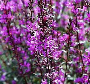 Kyprej vrbice 'Zigeunerblut' - Lythrum salicaria 'Zigeunerblut'